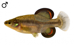 Zoogoneticus purhepechus | goodeidworkinggroup.com